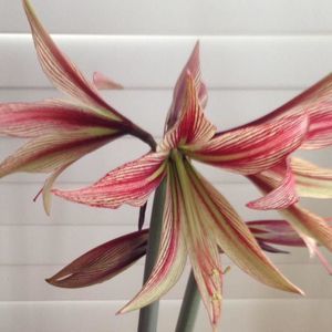 Meet your Posher, May